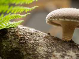 Lentinula Edodes Pilz