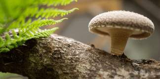 Lentinula Edodes Pilz