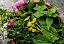 Heilpflanzen Leber Mariendistel Kapseln