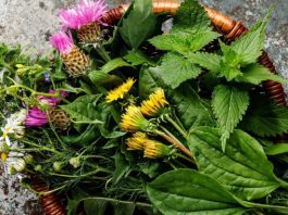 Heilpflanzen Leber Mariendistel Kapseln
