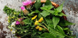 Heilpflanzen Leber Mariendistel Kapseln