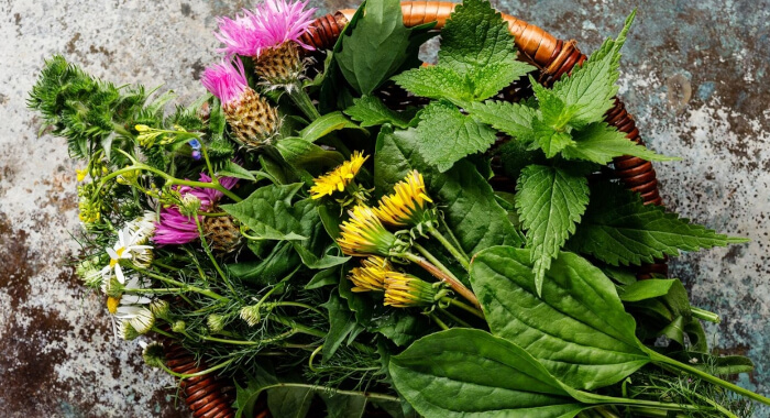 Heilpflanzen Leber Mariendistel Kapseln