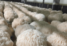 Löwenmähne Pilz: Wirkung, Dosierung, Nebenwirkungen & wo kaufen? Löwenmähne Pilze