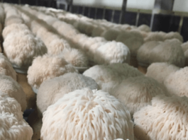 Löwenmähne Pilze