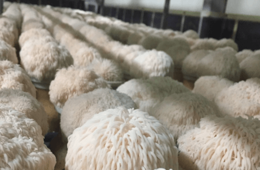 Löwenmähne Pilze