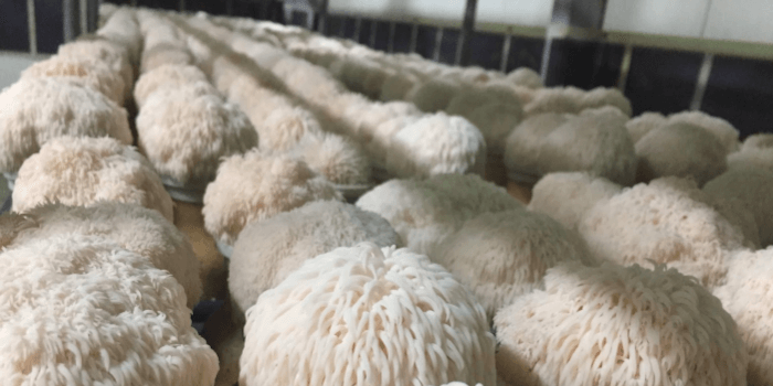 Zucht von Löwenmähne Pilz Löwenmähne Pilze