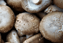 Shiitake Immunbooster