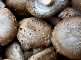 Shiitake Immunbooster