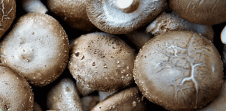 Shiitake Immunbooster