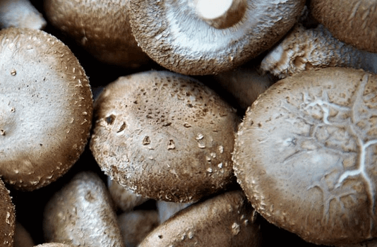 Shiitake Immunbooster