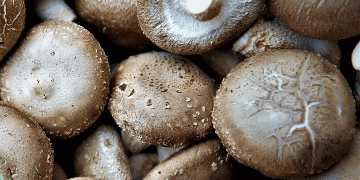 Shiitake Immunbooster