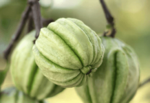 Alles über Garcinia Combogia