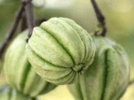 Alles über Garcinia Combogia