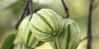 Alles über Garcinia Combogia