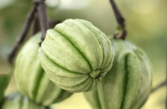 Alles über Garcinia Combogia