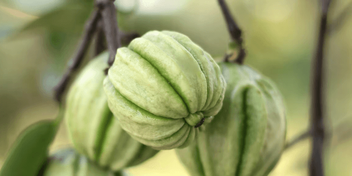 Alles über Garcinia Combogia